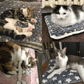 🛏️ 50% OFF HOT SALE! ✨ 2025 Upgraded Calming Pet Blanket - Ultra-Soft Anxiety Relief with Thermal Insulation for Cats & Dogs 🐾❤️