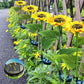 🌻 BUY 2 GET 1 FREE! ☀️ Sunflower Solar Lights – Glowing Petals, Auto On/Off & Perfect for Garden & Pathway Decor 🌙