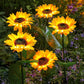 🌻 BUY 2 GET 1 FREE! ☀️ Sunflower Solar Lights – Glowing Petals, Auto On/Off & Perfect for Garden & Pathway Decor 🌙