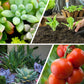 🌿 BUY 2 GET 1 FREE! ✨ All-Purpose Slow-Release Tablet Fertilizer - Balanced Nutrients for Flowers, Vegetables & Potted Plants with 3-Month Feeding 🌱🌸