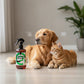 🐾 BUY 1 GET 1 FREE! 🌿 PET ODOR ELIMINATOR - Enzyme-Powered Stain & Odor Removal, Vet-Recommended Formula for Urine and Messes, Safe for All Surfaces 🏠✨