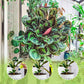 🌱 BUY 2 GET 1 FREE! 🏡 All-Purpose Plant Food – for Indoor & Outdoor, Easy to Use & Fast Visible Results ✨