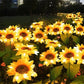 🌻 50% OFF NOW! ⏰ Solar Sunflower Outdoor Decor – Realistic, IP65 & weatherproof – Automatic on/off – perfect for garden, patio or balcony ☀️🌿✨🏡