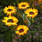🌻 50% OFF NOW! ⏰ Solar Sunflower Outdoor Decor – Realistic, IP65 & weatherproof – Automatic on/off – perfect for garden, patio or balcony ☀️🌿✨🏡