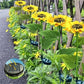 🌻 50% OFF NOW! ⏰ Solar Sunflower Outdoor Decor – Realistic, IP65 & weatherproof – Automatic on/off – perfect for garden, patio or balcony ☀️🌿✨🏡
