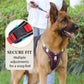 🐶 Save 50%! 🦺 No-Pull Dog Harness – With leash, collar & LED ✨