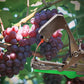 🌱 60% OFF NOW! 🔧 Universal Lightweight Durable Plant Vine Tying Machine – For tomatoes, grapes & climbing plants – Adjustable tension, quick taping – saves time in garden or greenhouse 🍅