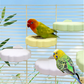 ☁️ 50% OFF NOW! 🐦 Cute Cloud-Shaped Bird Perch Platform – Soft texture & non-slip surface – Perfect for parrots, cockatiels or small birds – easy to attach, comfortable grip 🌈✨
