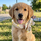 🐾 BUY 1 GET 1 FREE! 🎁 Summer Pet Cooling Collar Wrap – Ice-silk fabric, reusable & no electricity – Keeps your dog or cat cool outdoors – perfect for walks or hot days 🐶☀️✨