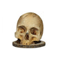 🔪 50% OFF NOW! 💀 Creative Skull Resin Knife Holder – Unique & durable design – Perfect for kitchen, study or gothic decor – holds knives securely and stylishly 🖤🍴✨