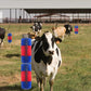 🐄 Save 50%! 🧼 Livestock Grooming Brush – Full massage & scratching comfort ✨