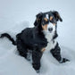🐕 Save 50%! 👟 Adjustable Dog Boots – Straps & paw protection ✨